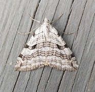 Stor perikummåler (Aplocera plagiata)