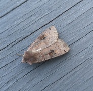 Dotted Clay (Xestia baja)
