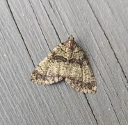 July Highflyer (Hydriomena furcata)