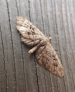 Augustdvergmåler (Eupithecia pusillata)