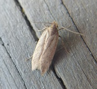 Dotted Shade (Eana osseana)