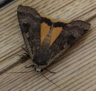 Large Yellow Underwing (Noctua pronuba)