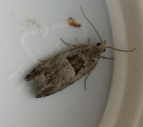 Small Birch Bell (Epinotia ramella)