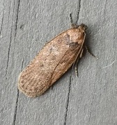 Agonopterix heracliana