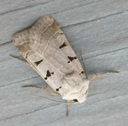 Autumnal Rustic (Eugnorisma glareosa)