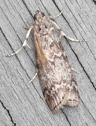 Furuknoppsmalmott (Dioryctria simplicella)