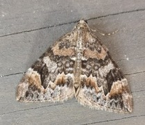 Dark Marbled Carpet (Dysstroma citrata)