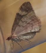 Dark Marbled Carpet (Dysstroma citrata)
