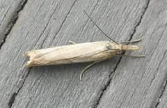 Pearl Veneer (Agriphila straminella)