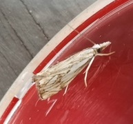 Chequered Grass-veneer (Catoptria falsella)