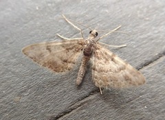 Double-striped Pug (Gymnoscelis rufifasciata)