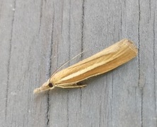 Common Grass-veneer (Agriphila tristella)