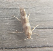 Oreblomstmøll (Argyresthia goedartella)