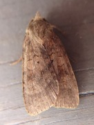 Barred Chestnut (Diarsia dahlii)