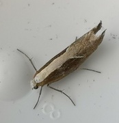 Honeysuckle Moth (Ypsolopha dentella)