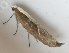 Honeysuckle Moth (Ypsolopha dentella)