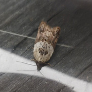 Marmorflatvikler (Acleris variegana)