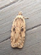 Agonopterix arenella