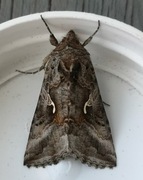 Silver Y (Autographa gamma)