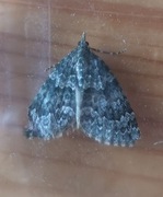 Autumn Green Carpet (Chloroclysta miata)