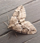 Juniper Carpet (Thera juniperata)