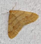 Scarce Umber (Agriopis aurantiaria)