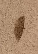Many-plumed Moth (Alucita hexadactyla)