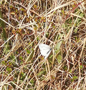 Small White (Pieris rapae)