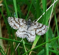Common Heath (Ematurga atomaria)