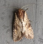 Kileengfly (Apamea crenata)