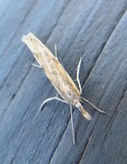 Barred Grass-veneer (Agriphila inquinatella)