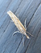 Gul nebbmott (Agriphila inquinatella)