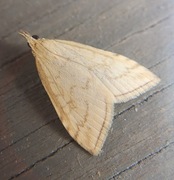 Blek engmott (Udea lutealis)