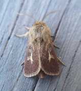 Gressmarkfly (Cerapteryx graminis)