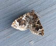 The Phoenix (Eulithis prunata)