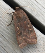 Large Yellow Underwing (Noctua pronuba)