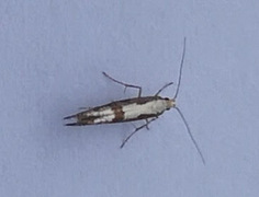 Apple Fruit Moth (Argyresthia conjugella)