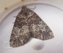 July Highflyer (Hydriomena furcata)