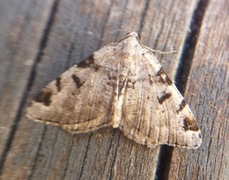 The V-Moth (Macaria wauaria)