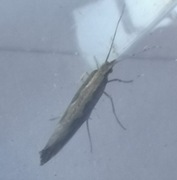 Diamond-back Moth (Plutella xylostella)