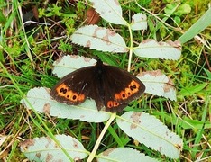 Arran Brown (Erebia ligea)