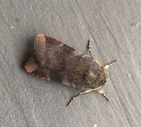 Lesser Broad-bordered Yellow (Noctua janthe)