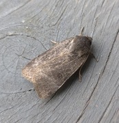 Lesser Yellow Underwing (Noctua comes)