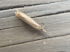 Pearl Veneer (Agriphila straminella)