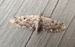 Augustdvergmåler (Eupithecia pusillata)