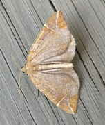 The Chevron (Eulithis testata)