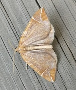 Krattbærmåler (Eulithis testata)