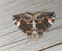 Dark Marbled Carpet (Dysstroma citrata)