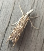 Chequered Grass-veneer (Catoptria falsella)