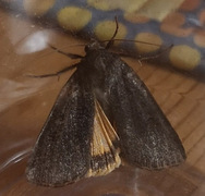 Lesser Yellow Underwing (Noctua comes)
